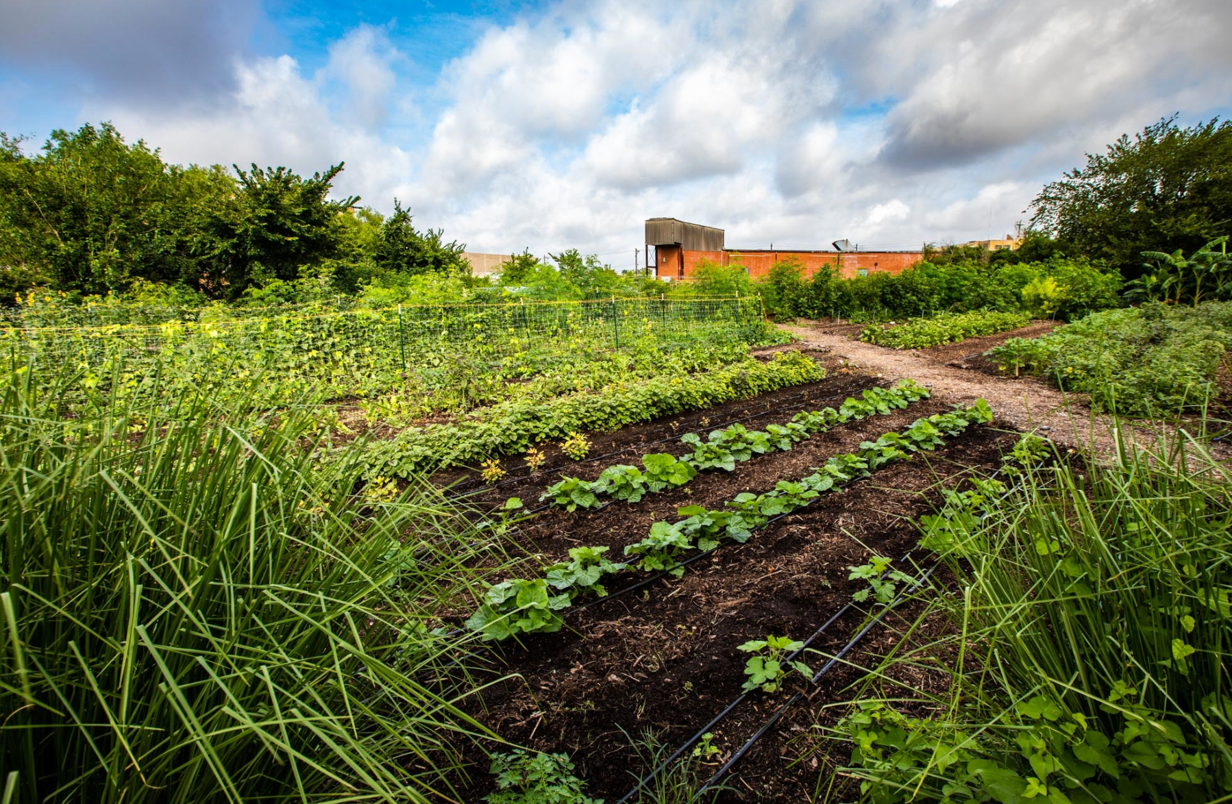 How Urban Farming Is Bringing Global Flavors and Cultures to Houston